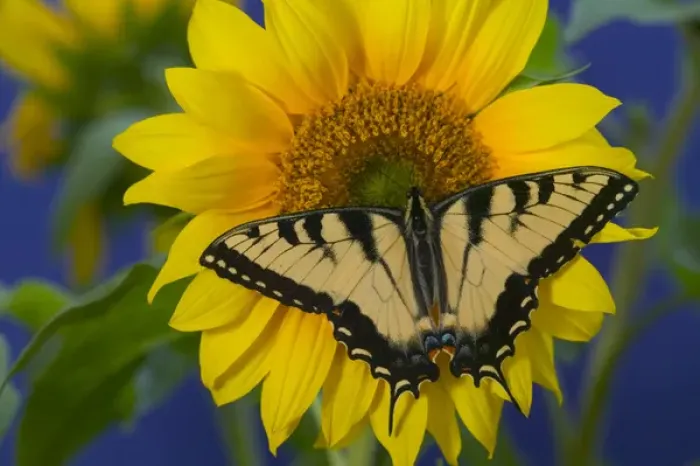 Framed Print : Eastern Tiger Swallowtail Butterfly, Papilio glaucus Framed Print : Eastern Tiger Swallowtail Butterfly, Papilio glaucus