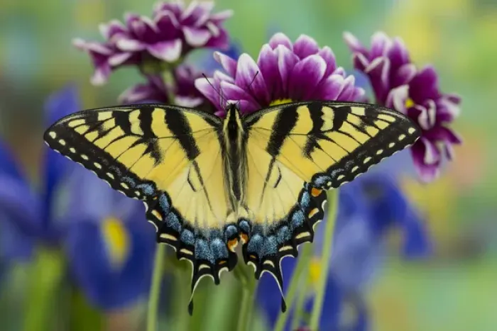 Framed Print : Eastern Tiger Swallowtail Butterfly, Papilio glaucus Framed Print : Eastern Tiger Swallowtail Butterfly, Papilio glaucus