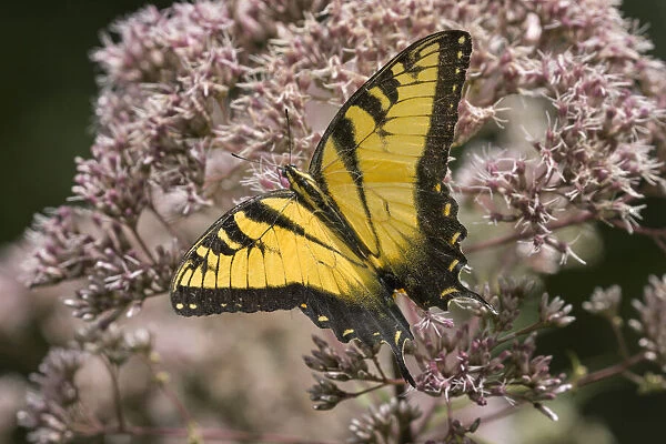 Eastern tiger swallowtail, Creasey Mahan Nature Preserve, Kentucky