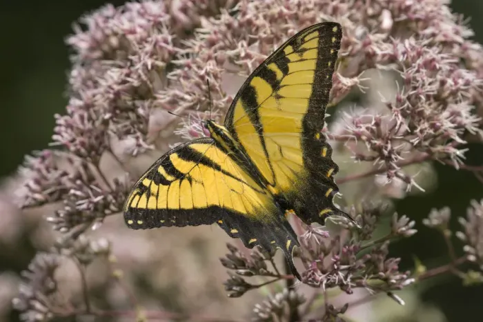 Framed Print : Eastern tiger swallowtail, Creasey Mahan Nature Preserve, Kentucky Framed Print : Eastern tiger swallowtail, Creasey Mahan Nature Preserve, Kentucky