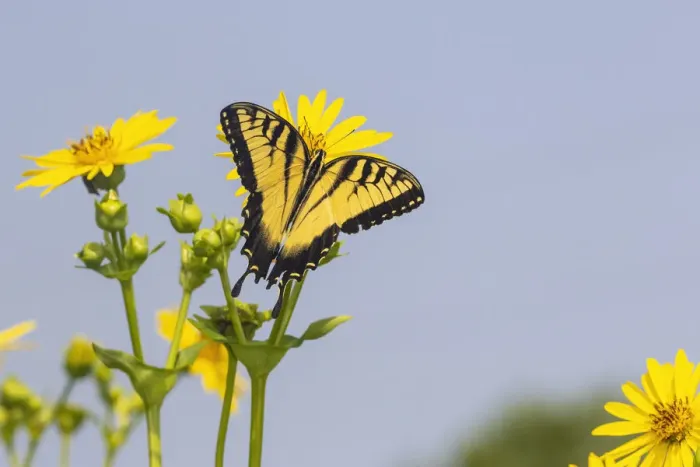 Framed Print : Eastern Tiger swallowtail on Cup plant Framed Print : Eastern Tiger swallowtail on Cup plant