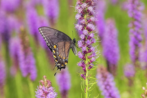 Eastern Tiger Swallowtail female black form on Prairie blazing star, Rock Cave Nature Preserve, Effingham County, Illinois