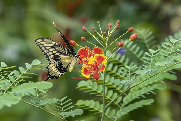 Eastern tiger swallowtail, Florida