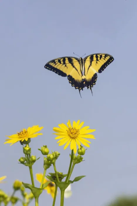 Framed Print : Eastern Tiger swallowtail flying from Cup plant