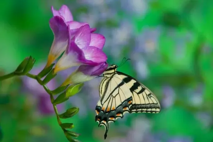 Framed Print : Eastern Tiger Swallowtail on Fresia - Sammamish Washington Framed Print : Eastern Tiger Swallowtail on Fresia - Sammamish Washington