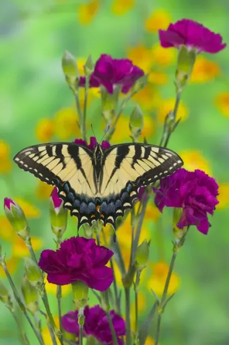 Framed Print : Eastern Tiger Swallowtail Papilio glaucus Framed Print : Eastern Tiger Swallowtail Papilio glaucus