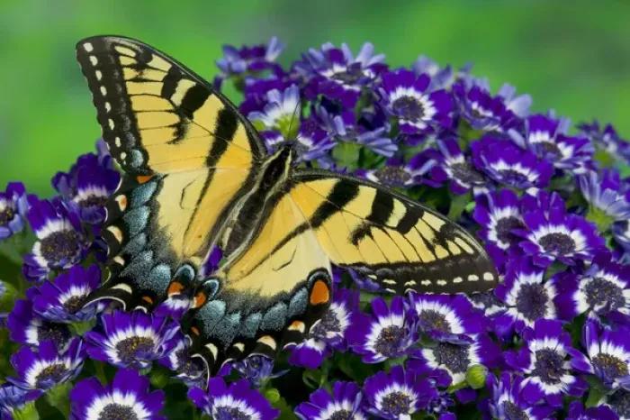 Framed Print : Eastern Tiger Swallowtail Papilio glaucus Framed Print : Eastern Tiger Swallowtail Papilio glaucus