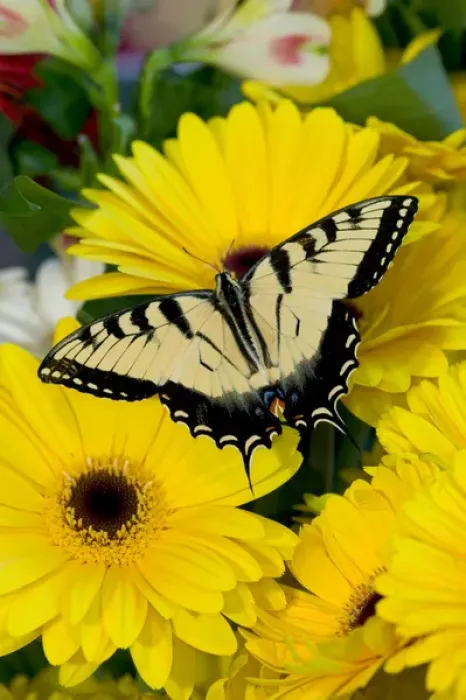 Framed Print : Eastern Tiger Swallowtail Papilio glaucus Framed Print : Eastern Tiger Swallowtail Papilio glaucus