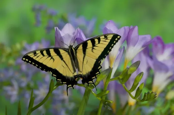 Framed Print : Eastern Tiger Swallowtail Papilio glaucus Framed Print : Eastern Tiger Swallowtail Papilio glaucus