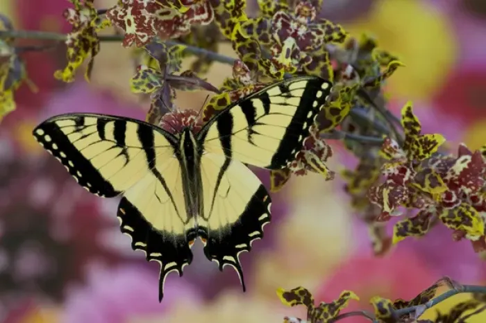 Framed Print : Eastern Tiger Swallowtail Papilio glaucus Framed Print : Eastern Tiger Swallowtail Papilio glaucus