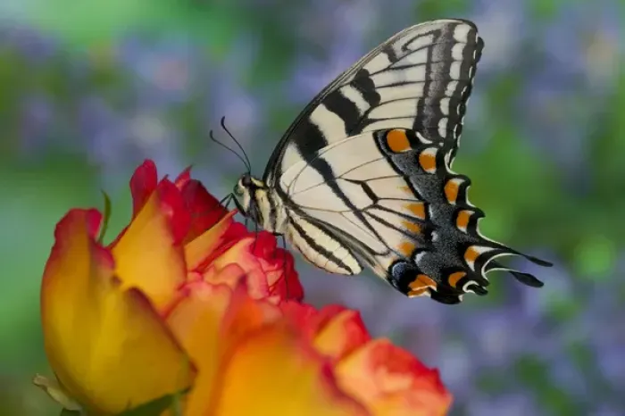 Framed Print : Eastern Tiger Swallowtail Papilio glaucus Framed Print : Eastern Tiger Swallowtail Papilio glaucus