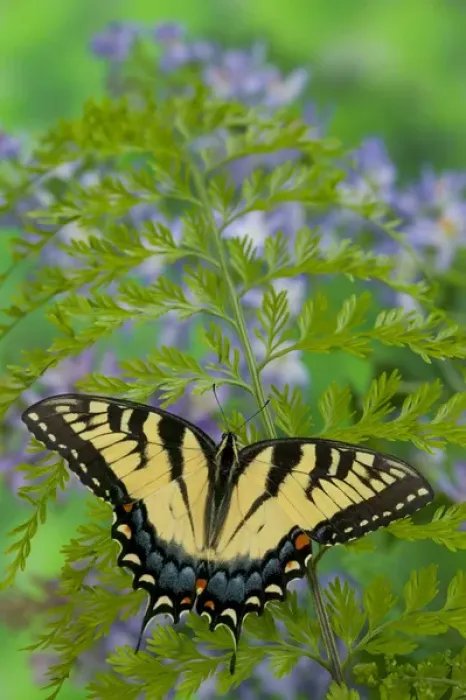 Framed Print : Eastern Tiger Swallowtail Papilio glaucus Framed Print : Eastern Tiger Swallowtail Papilio glaucus