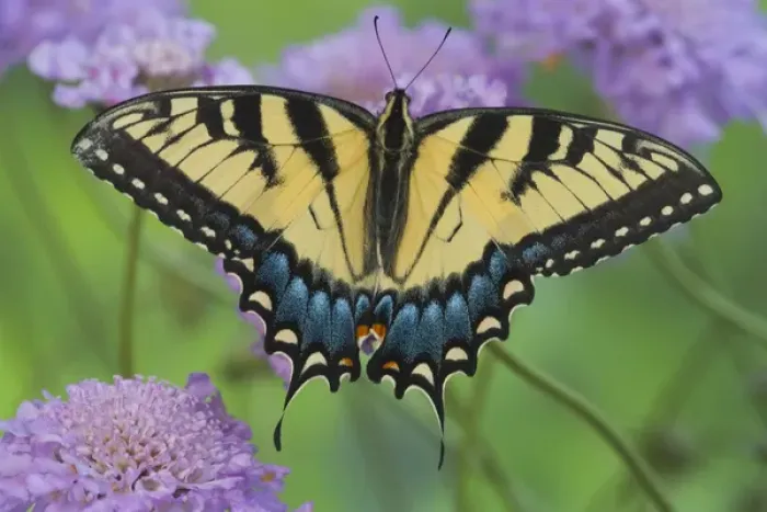 Framed Print : Eastern Tiger Swallowtail Papilio glaucus Framed Print : Eastern Tiger Swallowtail Papilio glaucus
