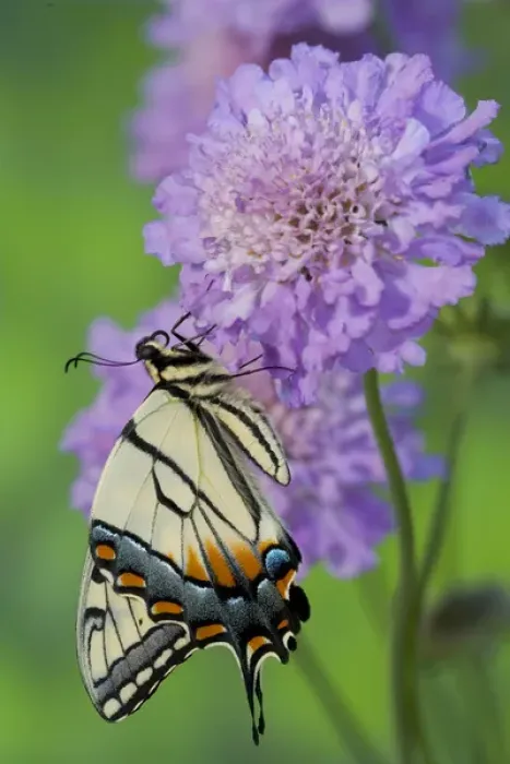 Framed Print : Eastern Tiger Swallowtail Papilio glaucus