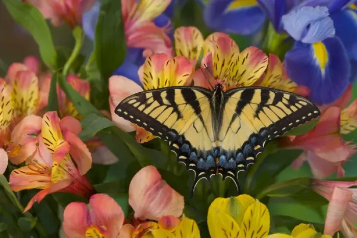 Framed Print : Eastern Tiger Swallowtail Papilio glaucus