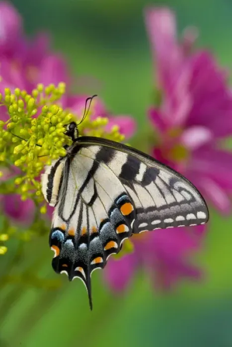 Framed Print : Eastern Tiger Swallowtail Papilio glaucus Framed Print : Eastern Tiger Swallowtail Papilio glaucus