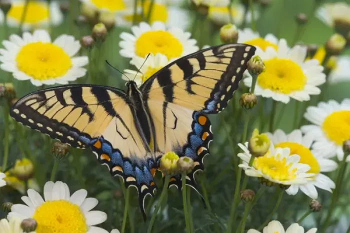 Framed Print : Eastern Tiger Swallowtail Papilio glaucus Framed Print : Eastern Tiger Swallowtail Papilio glaucus