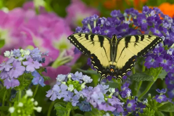 Framed Print : Eastern Tiger Swallowtail Papilio glaucus Framed Print : Eastern Tiger Swallowtail Papilio glaucus