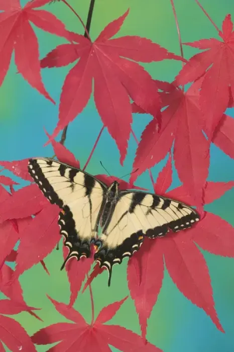 Framed Print : Eastern Tiger Swallowtail Papilio glaucus Framed Print : Eastern Tiger Swallowtail Papilio glaucus