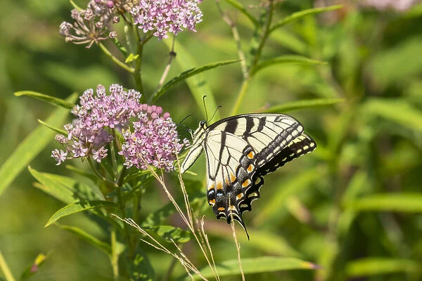 Eastern Tiger Swallowtail (Papilio glaucus) on Swamp Milkweed (Asclepias incarnata)