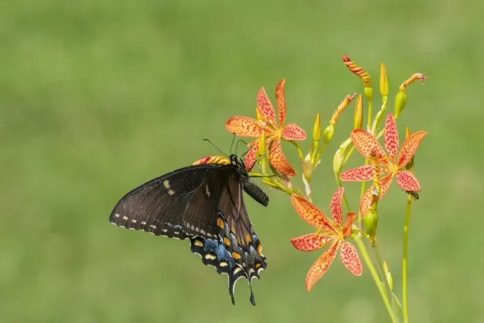 Framed Print : Eastern Tiger Swallowtail (Papilio glaucus) female on Blackberry Lily