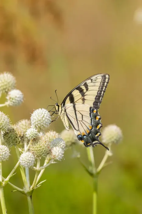 Framed Print : Eastern Tiger Swallowtail (Papilio glaucus) on Rattlesnake Master (Eryngium yuccifolium) Framed Print : Eastern Tiger Swallowtail (Papilio glaucus) on Rattlesnake Master (Eryngium yuccifolium)