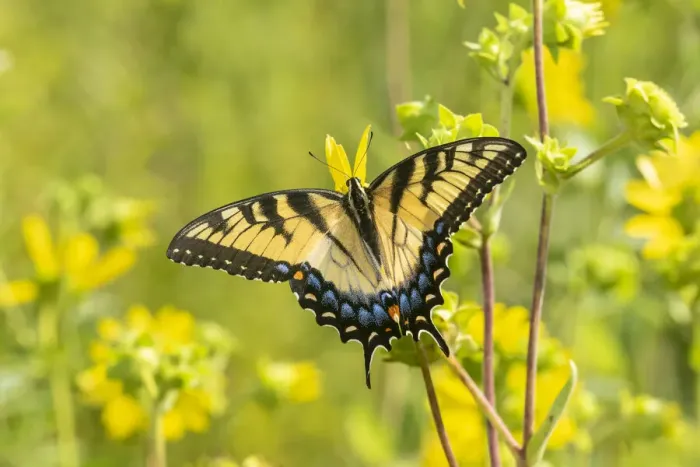 Framed Print : Eastern Tiger Swallowtail (Papilio glaucus) on Rosin Weed (Silphium integrifolium)