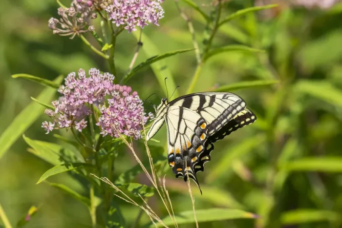 Framed Print : Eastern Tiger Swallowtail (Papilio glaucus) on Swamp Milkweed (Asclepias incarnata) Framed Print : Eastern Tiger Swallowtail (Papilio glaucus) on Swamp Milkweed (Asclepias incarnata)