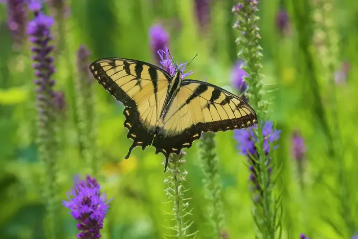 Framed Print : Eastern Tiger Swallowtail on Prairie blazing star, Rock Cave Nature Preserve, Effingham County, Illinois Framed Print : Eastern Tiger Swallowtail on Prairie blazing star, Rock Cave Nature Preserve, Effingham County, Illinois
