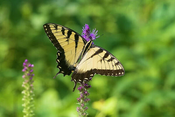 Eastern Tiger Swallowtail on Prairie blazing star, Rock Cave Nature Preserve, Effingham County, Illinois. (Editorial Use Only)