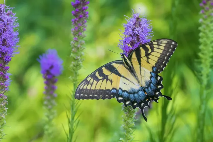 Framed Print : Eastern Tiger Swallowtail on Prairie blazing star, Rock Cave Nature Preserve, Effingham County, Illinois Framed Print : Eastern Tiger Swallowtail on Prairie blazing star, Rock Cave Nature Preserve, Effingham County, Illinois