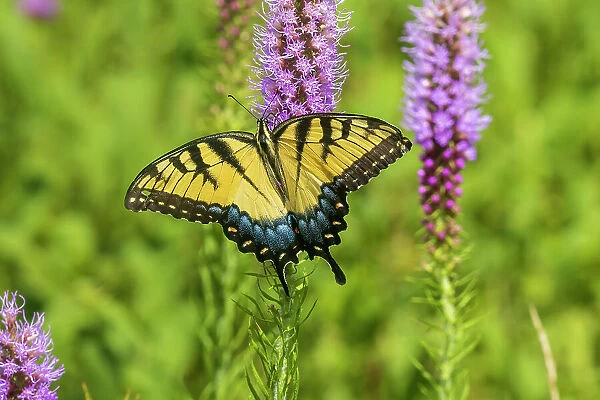Eastern Tiger Swallowtail on Prairie blazing star, Rock Cave Nature Preserve, Effingham County, Illinois