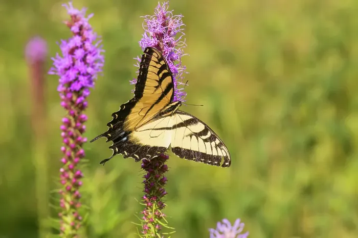 Framed Print : Eastern tiger swallowtail on prairie blazing star, Rock Cave Nature Preserve, Effingham County, Illinois