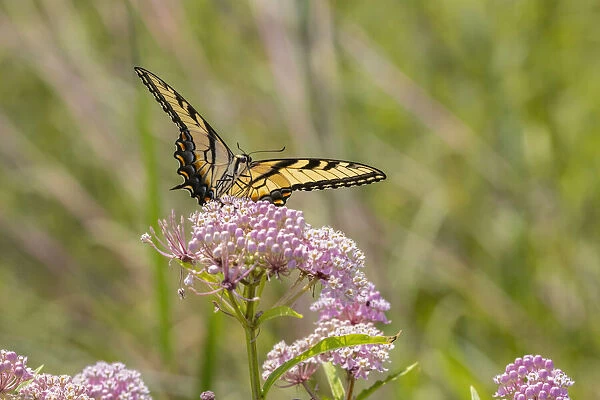 Eastern Tiger swallowtail on swamp milkweed