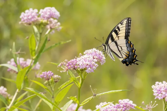 Framed Print : Eastern Tiger swallowtail on swamp milkweed