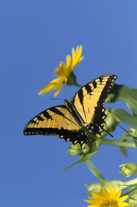 Framed Print : Eastern Tiger Swallowtails (Papilio glaucus) on Cup Plant (Silphium perfoliatum) Marion Co