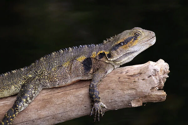 An Eastern Water Dragon (Eastern Water Dragon) basks on a sun-drenched log on the