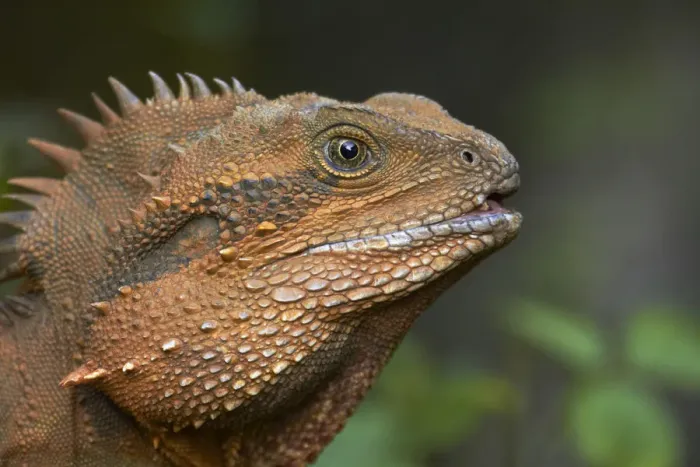 Framed Print : Eastern Water Dragon (Physignathus lesueurii), Australia Framed Print : Eastern Water Dragon (Physignathus lesueurii), Australia