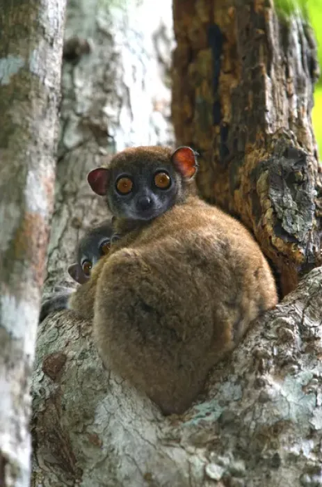 Framed Print : Eastern Woolly Lemur (Avahi laniger), Madagascar. The eastern woolly lemur (Avahi laniger) Framed Print : Eastern Woolly Lemur (Avahi laniger), Madagascar. The eastern woolly lemur (Avahi laniger)