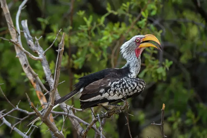 Framed Print : An eastern yellow-billed hornbill, Tockus flavirostris, perching in the Okavango Delta's Khwai Concession. Botswana Framed Print : An eastern yellow-billed hornbill, Tockus flavirostris, perching in the Okavango Delta's Khwai Concession. Botswana