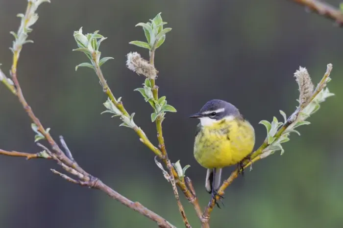 Framed Print : Eastern Yellow Wagtail