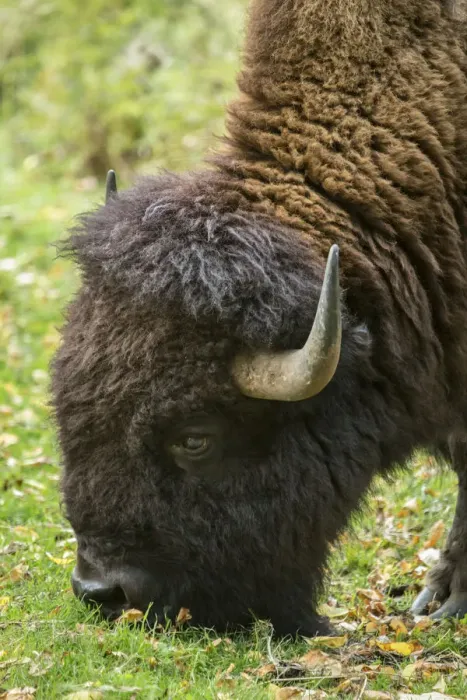 Framed Print : Eatonville, Washington State, USA. Portrait of an American Bison eating grass in Framed Print : Eatonville, Washington State, USA. Portrait of an American Bison eating grass in