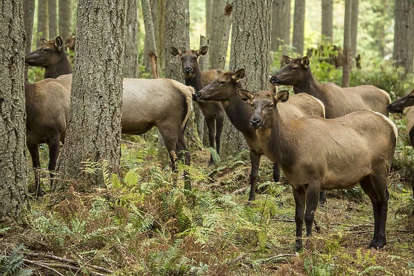 Eatonville, Washington State, USA. Harem of Roosevelt elk does in Northwest Trek Wildlife Park