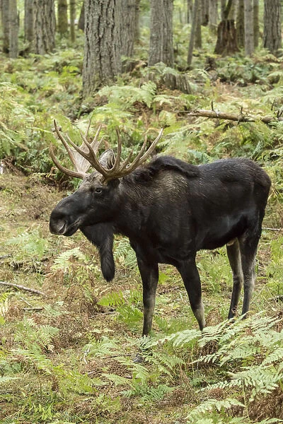 Eatonville, Washington State, USA. Bull moose in Northwest Trek Wildlife Park