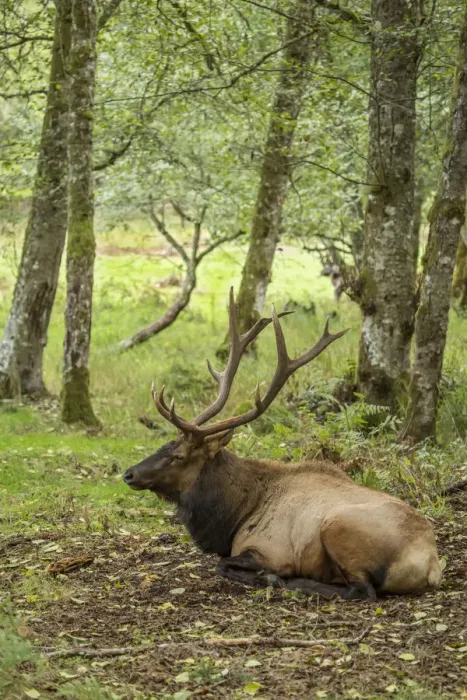 Framed Print : Eatonville, Washington State, USA. American elk bull resting in Northwest Trek Wildlife Park Framed Print : Eatonville, Washington State, USA. American elk bull resting in Northwest Trek Wildlife Park
