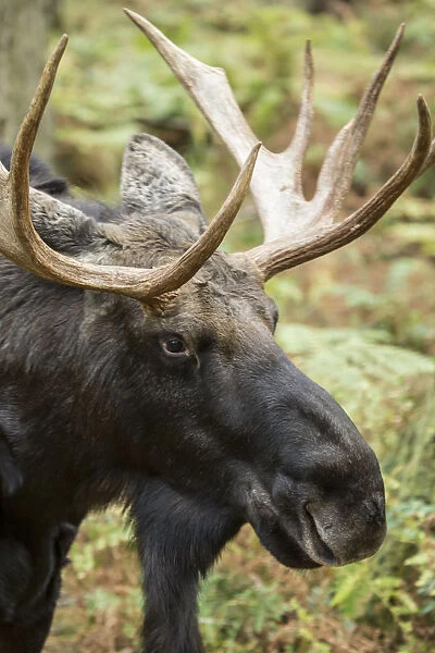 Eatonville, Washington State, USA. Bull moose portrait in Northwest Trek Wildlife Park