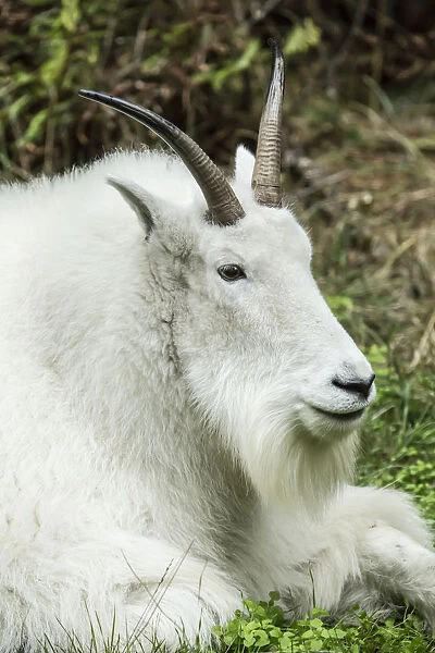 Eatonville, Washington State, USA. Mountain goat resting in Northwest Trek Wildlife Park