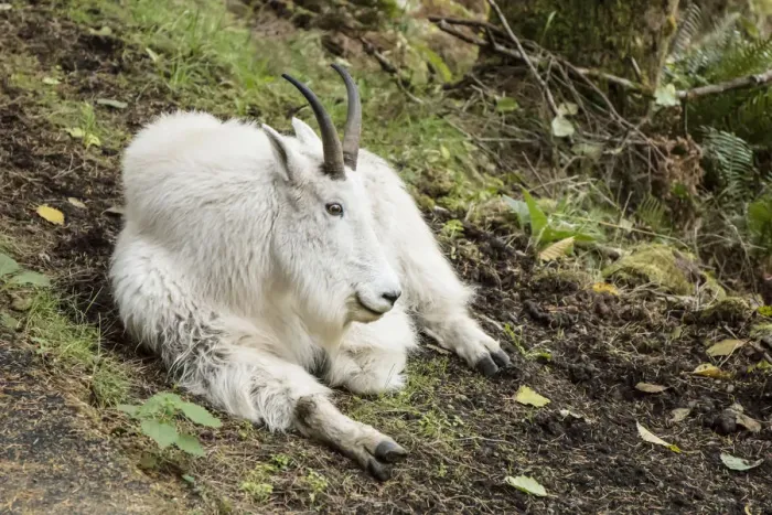 Framed Print : Eatonville, Washington State, USA. Mountain goat resting in Northwest Trek Wildlife Park Framed Print : Eatonville, Washington State, USA. Mountain goat resting in Northwest Trek Wildlife Park