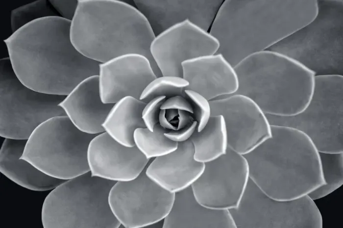 Framed Print : Echeveria hybrid, USA