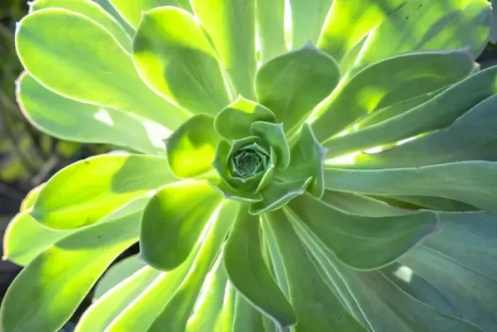 Framed Print : Echeveria, USA Framed Print : Echeveria, USA